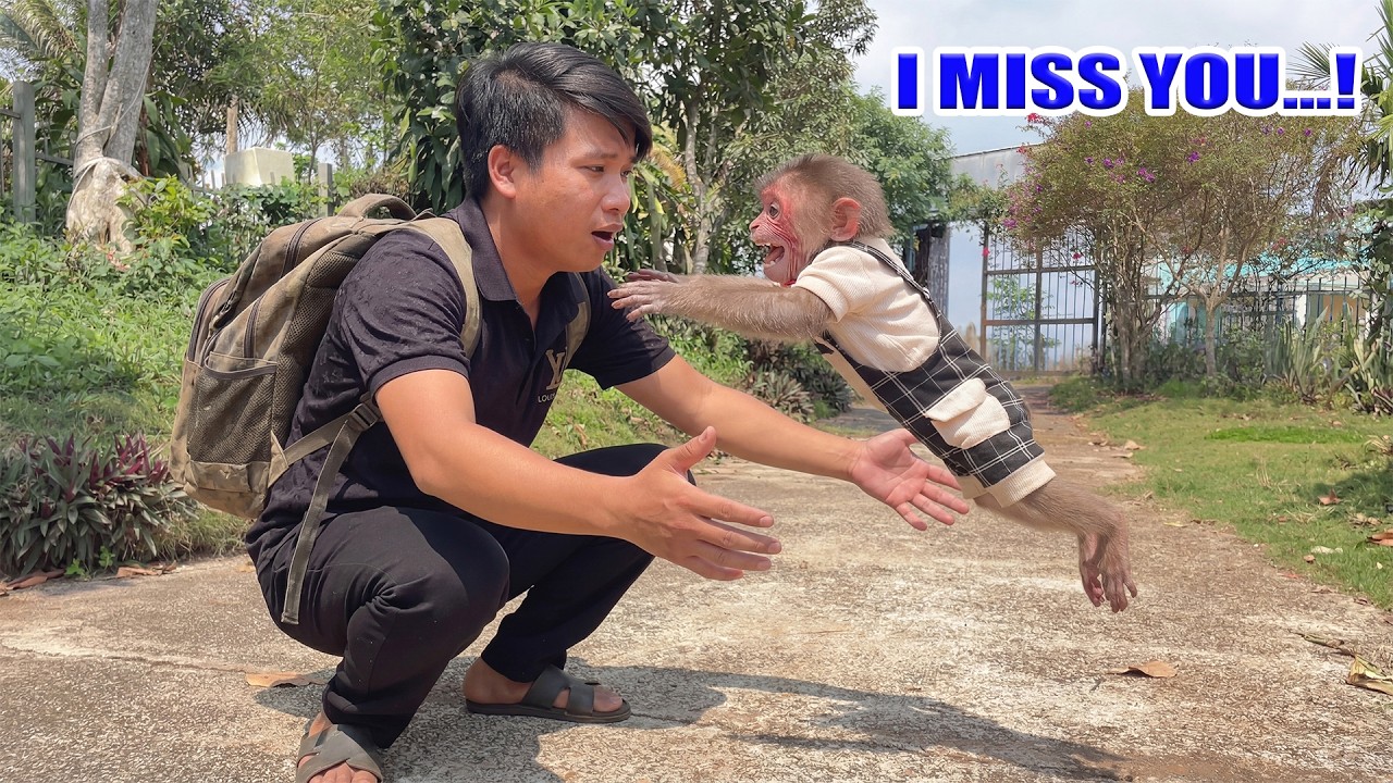 Monkey Moon Bursts with Pure Joy When Dad Finally Comes Home