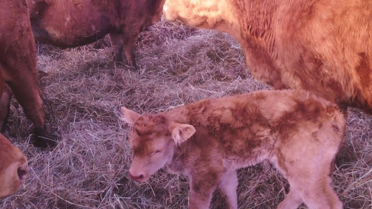 #61 Sezon na cielaki Limousine rozpoczęty