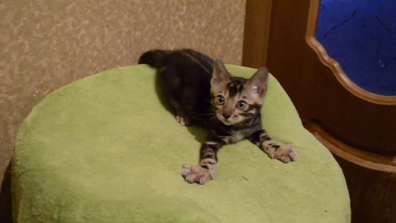 Бенгальский котенок, мраморный окрас