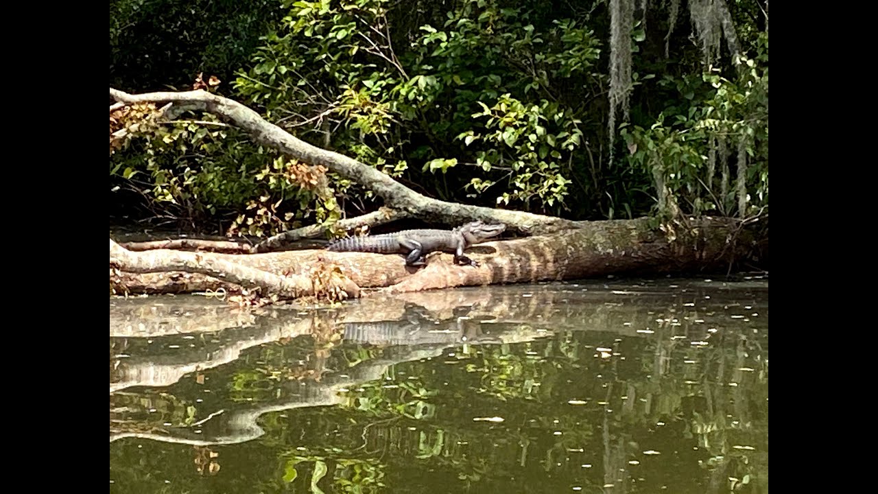 Hillsborough River Kayaking  -  Sargeant Park