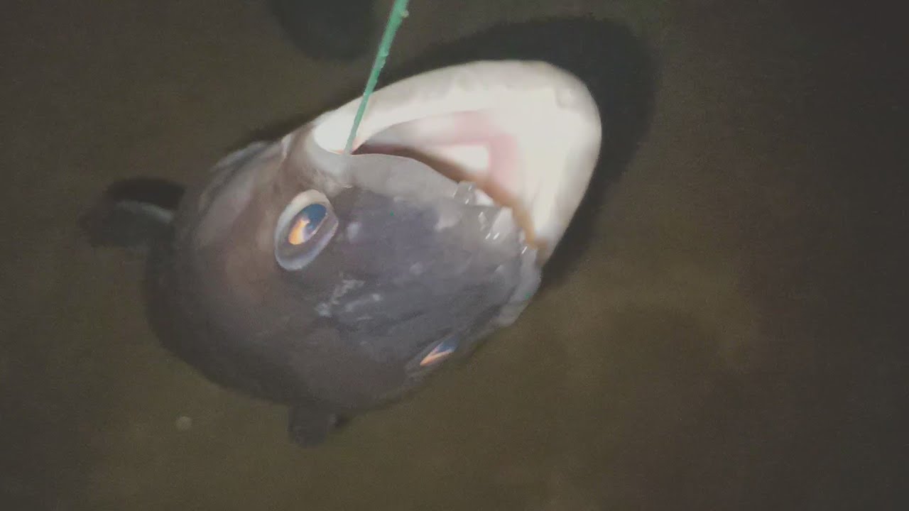 p&ecirc;che du congre