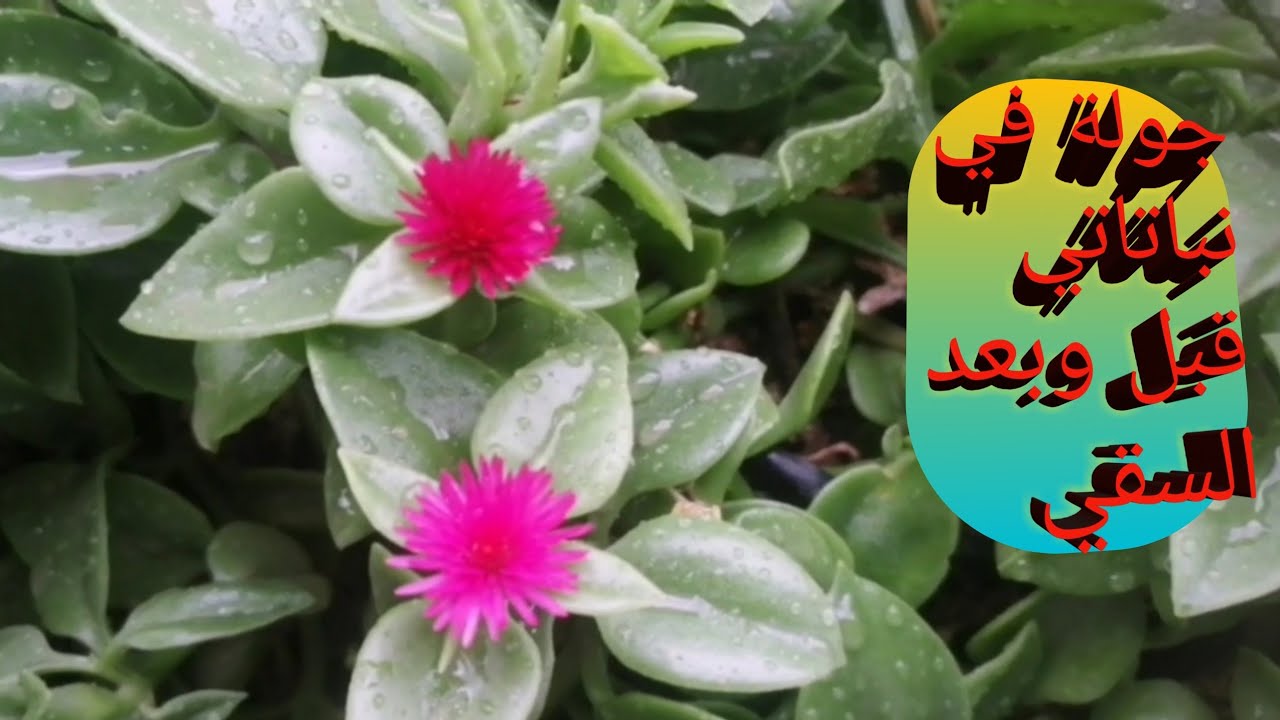 @#جولة رائعة |ومناظر خلابة| في *«نباتاتي »*فوق السطح 🌴🌾🏞️🌱#زراعة#اكسبلور #gardening #جولة🖼️🌻