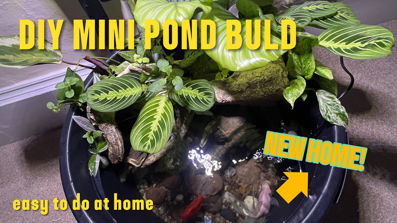 DIY GOLDFISH MINI POND.