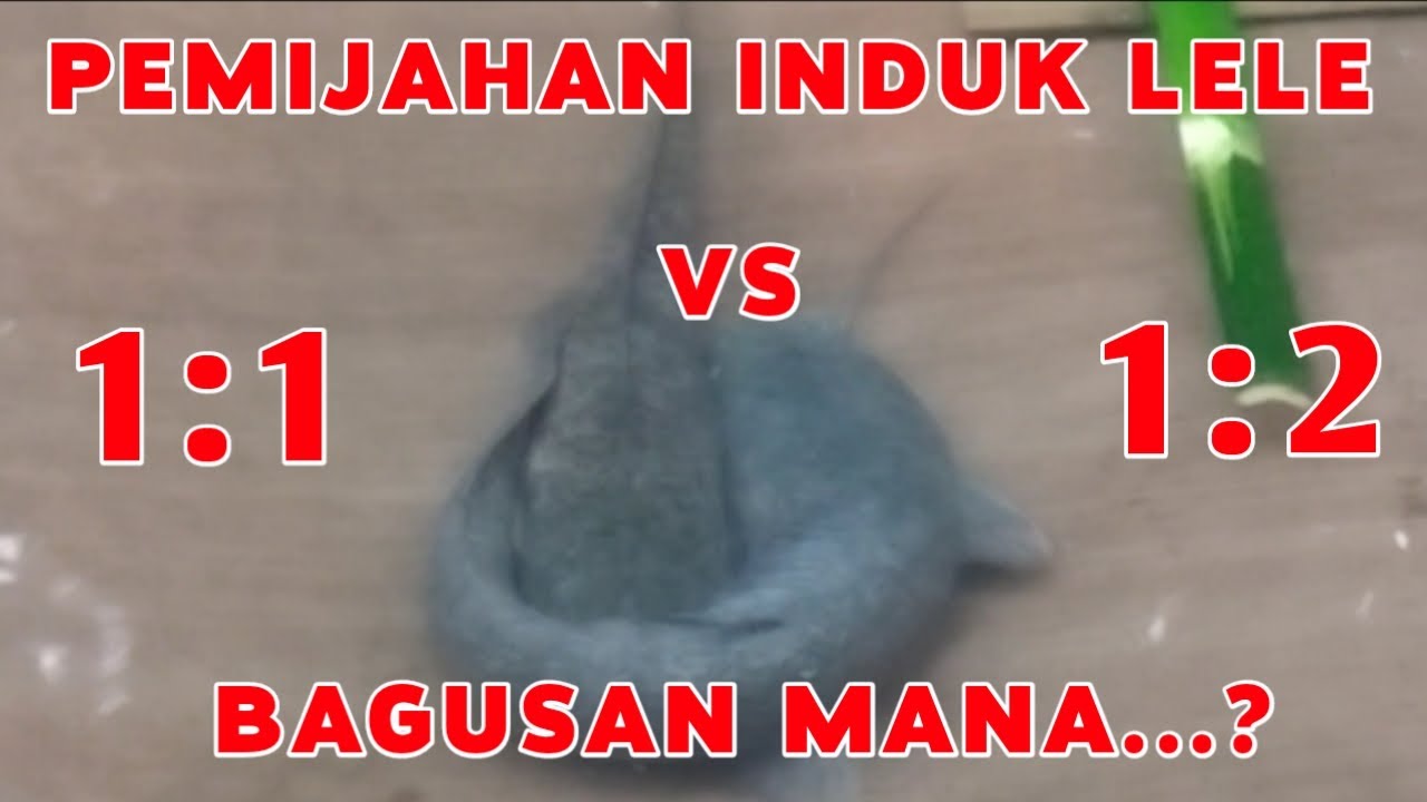 Pemijahan induk lele 1:1 vs 1:2 atau 2:3 ( pemijahan masal ) Mana yang kalian pilih❓