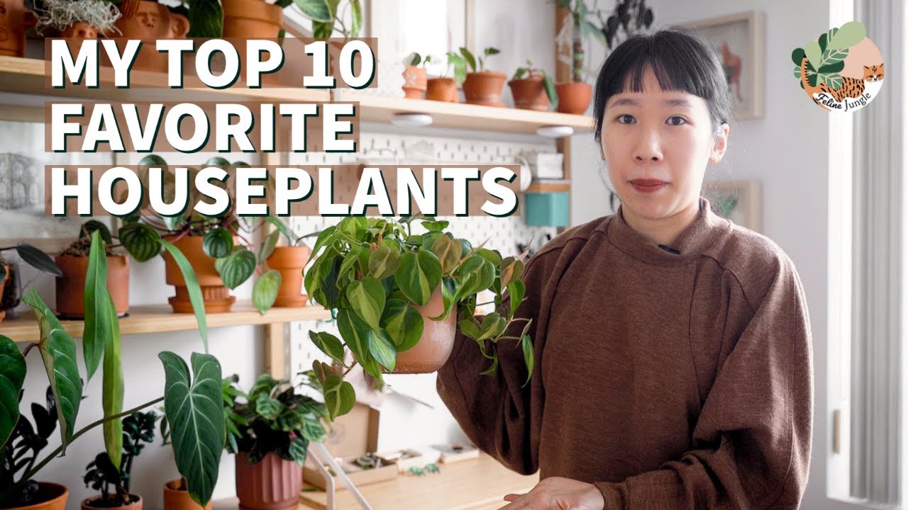 My Top 10 Houseplants 2021 | Must Have Common and Uncommon Indoor Plants