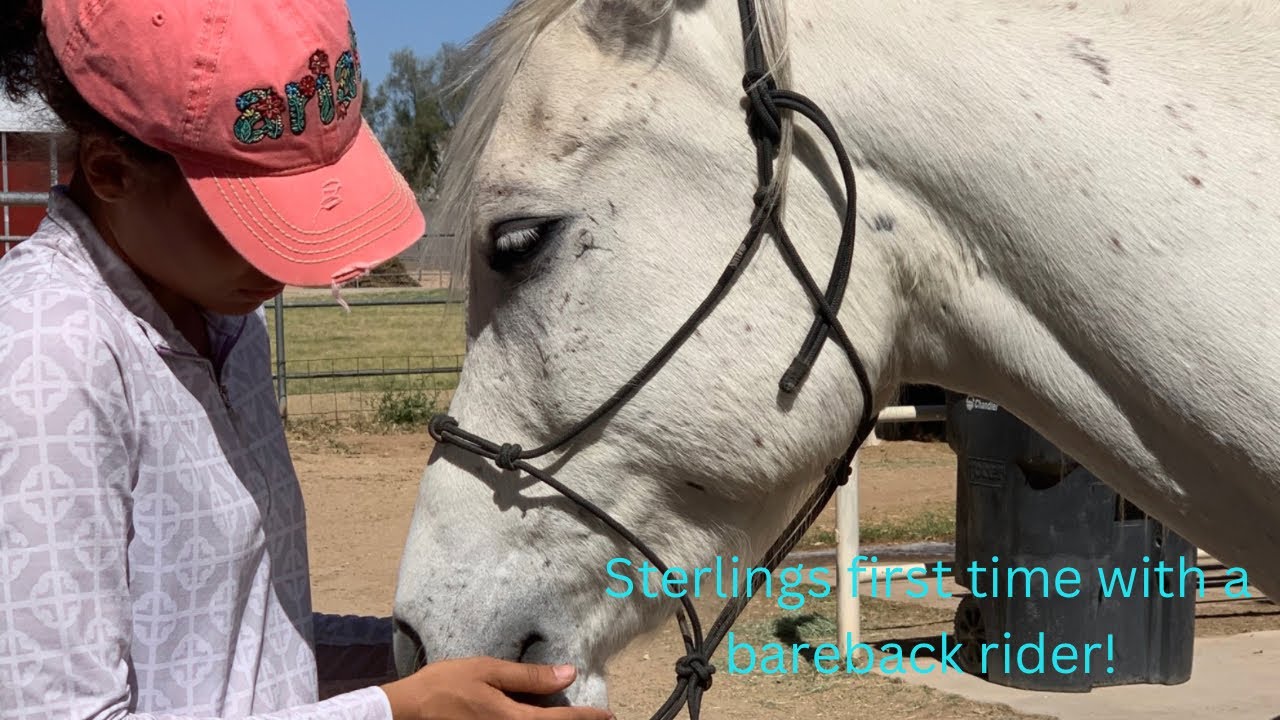 Nervous Unbroke Arabians First Time with a Rider | Colt Starting