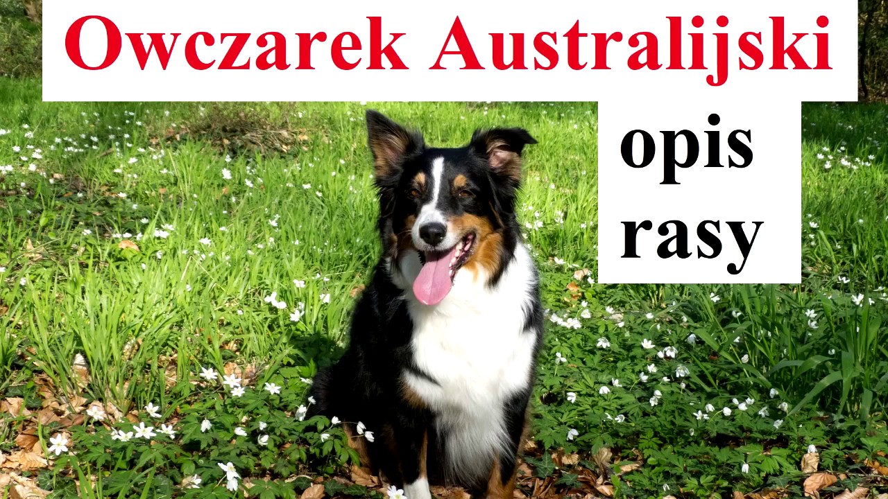 OWCZAREK AUSTRALIJSKI - opis rasy