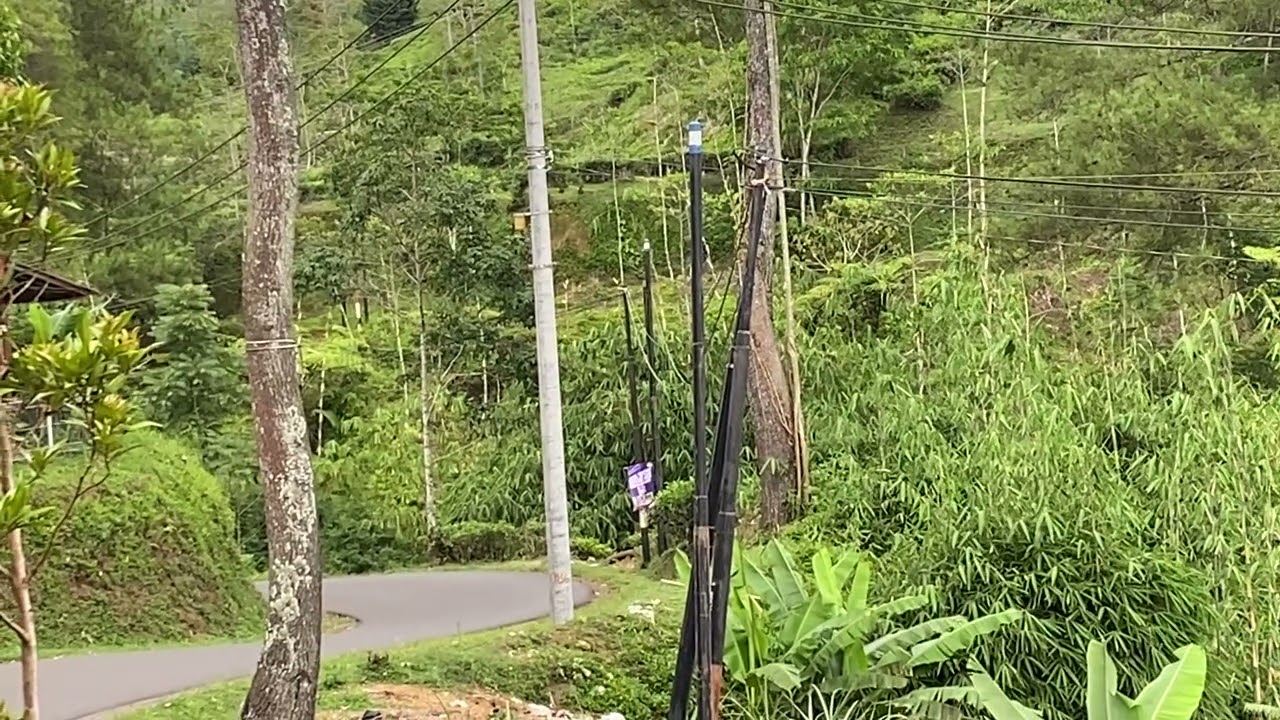 ADSIH 10 CEW ! PERKEBUNAN TEH TARAJU TASIKMALAYA 