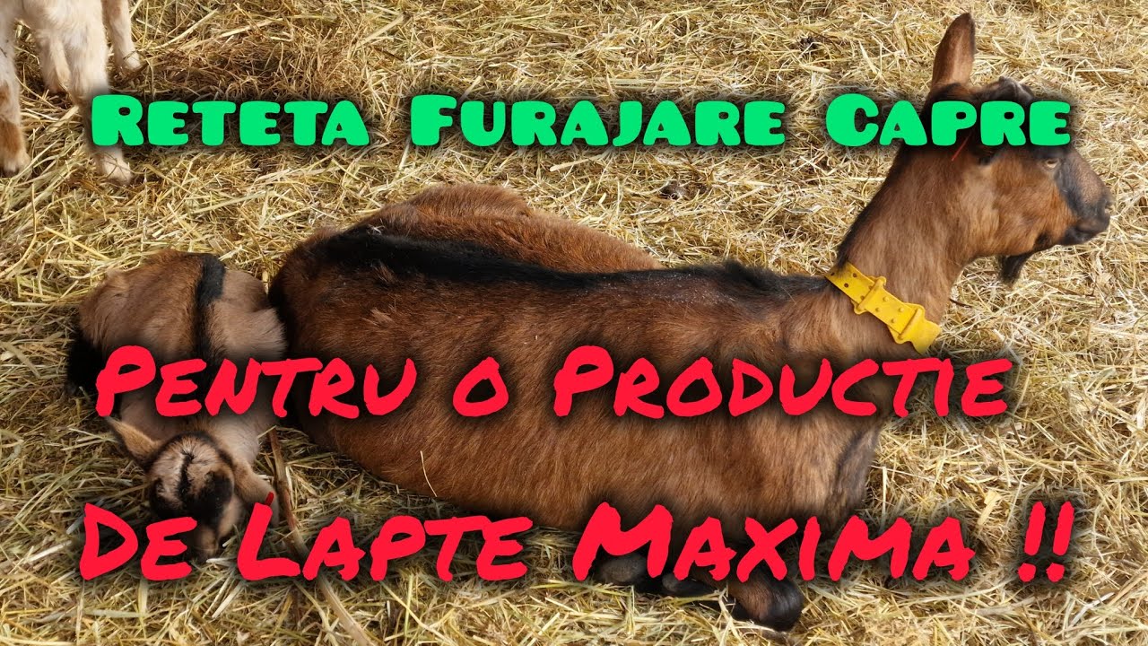 RETETA furajare CAPRE. Pentru o productie de lapte maxima !!