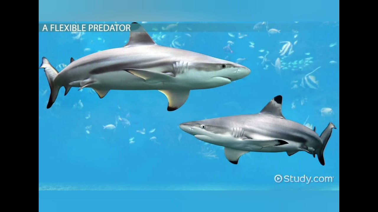 The Great white shark