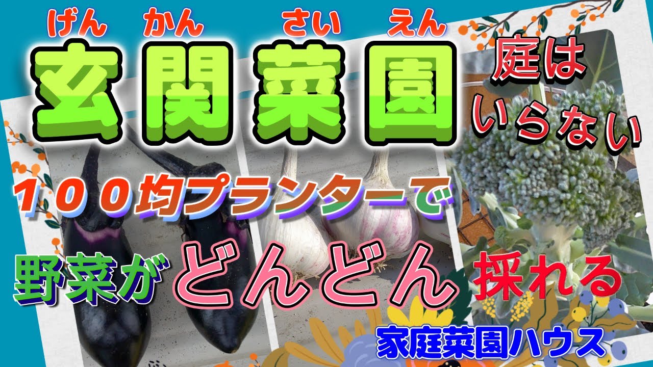 玄関菜園　100均プランター上載せ栽培