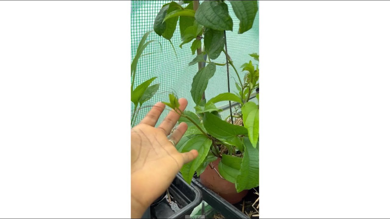GROWING UGU, EGUSI , TATASHE & SCENT LEAF  IN || MY UK ALLOTMENT
