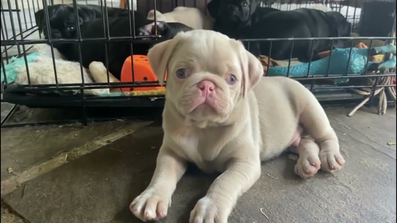 Ronnie's Pugs in UK@lifewithbella24 #puppy #pug #cute