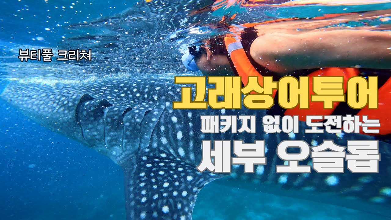 세부 패키지 없이 가는 오슬롭 고래상어 투어! 🐋 [세부01]