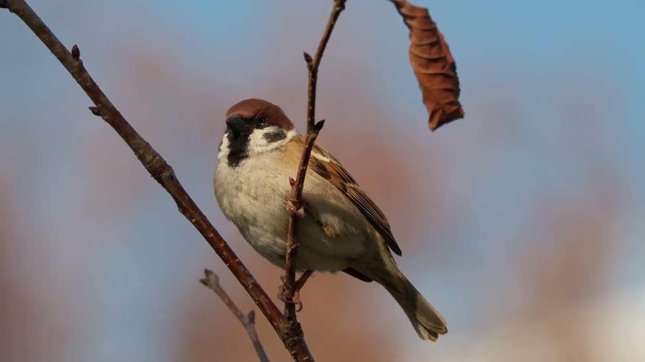 #L031 #スズメ #sparrowbird #birds #sparrow #すずめ #m7