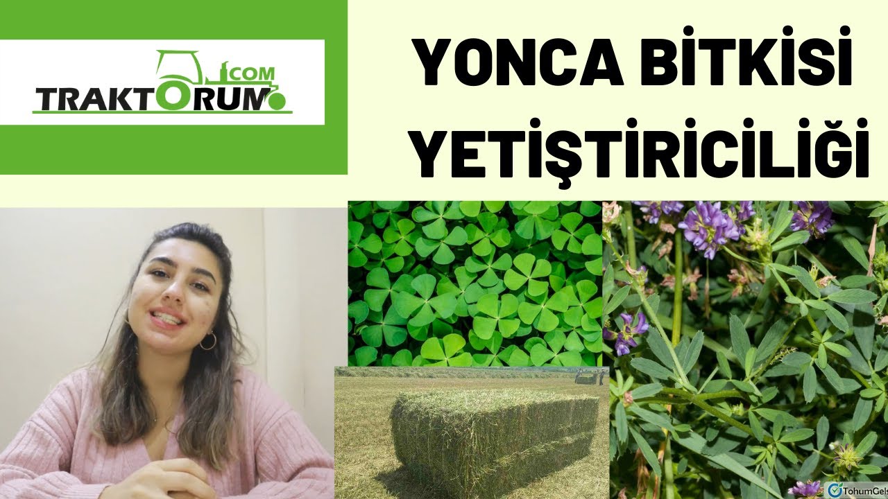 Yonca Yetiştiriciliği