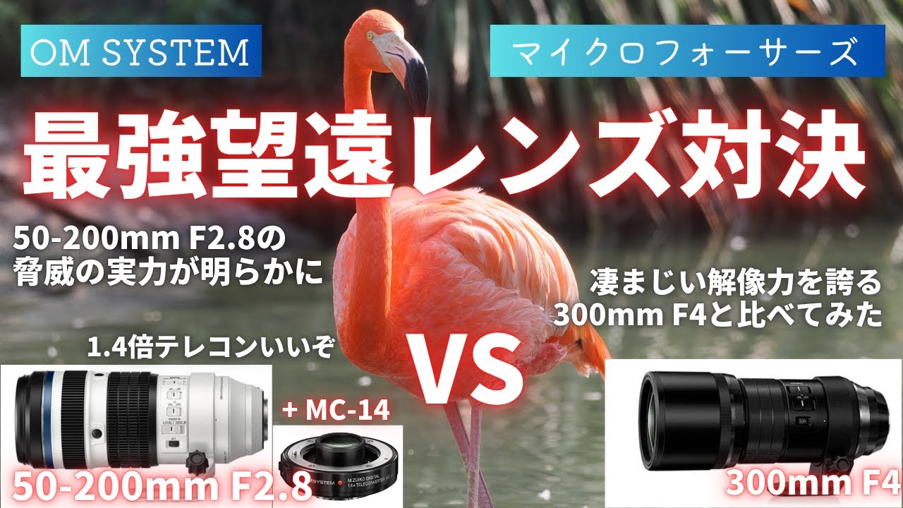 【実写比較】50-200mm F2.8 + 1.4倍テレコン vs 300mm F4.0 最新高性能レンズの実力が明らかに 【OM SYSTEM】【マイクロフォーサーズ】