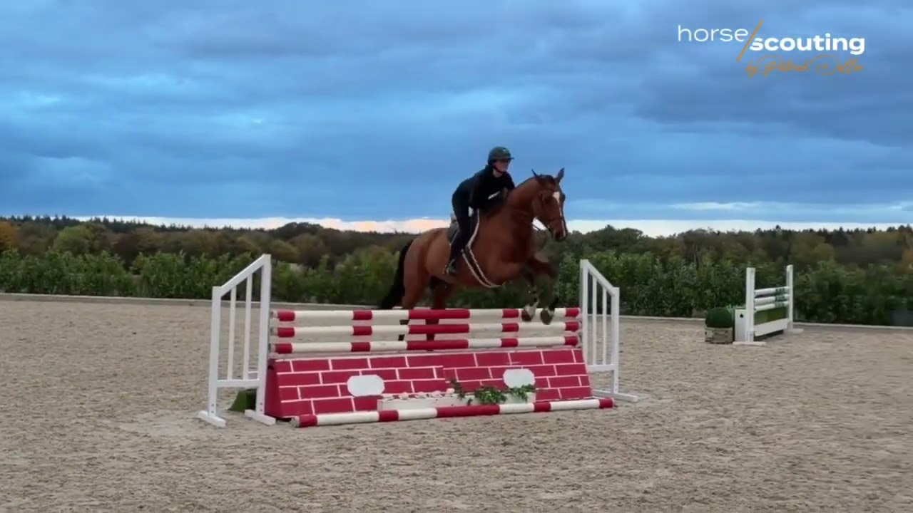 6 yo equitation horse