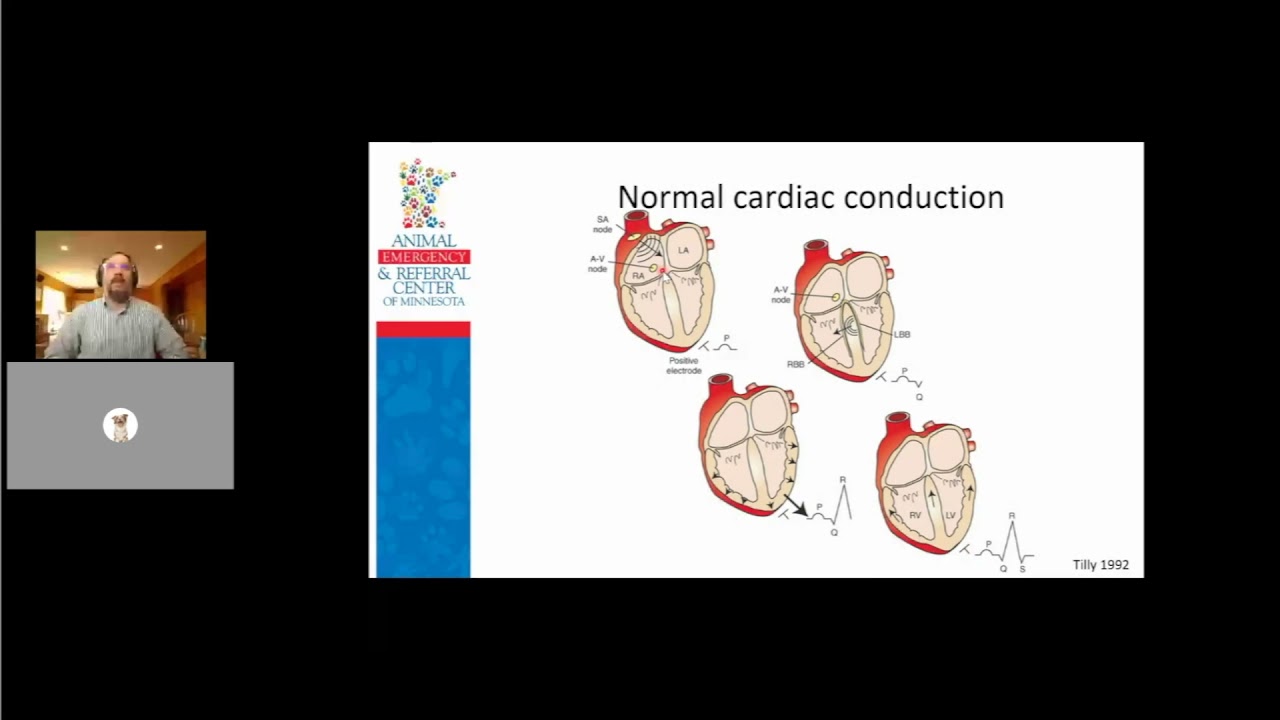 Veterinary electrocardiography: Identifying and treating common arrhythmias