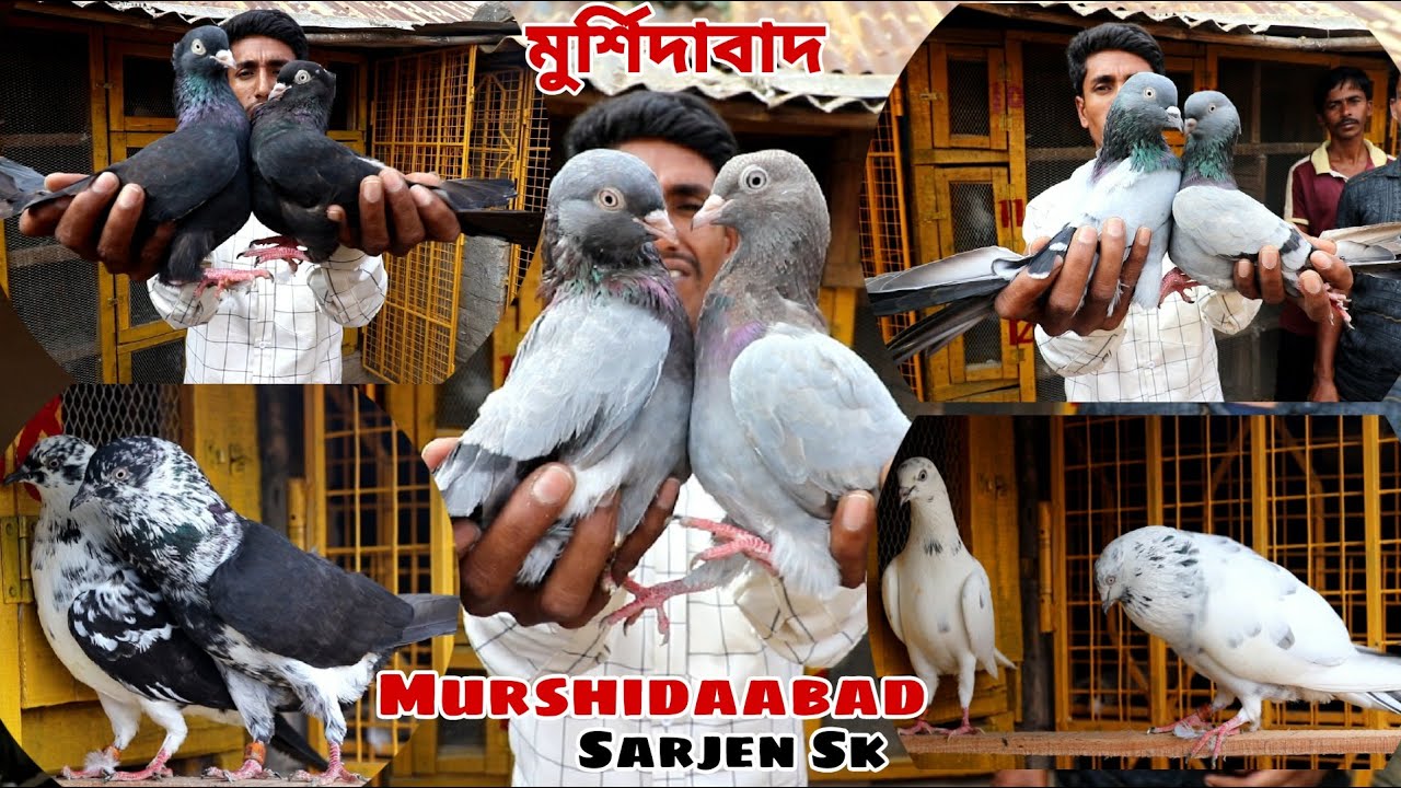 Murshidabadi Trumblar Pigeon of Sarjen Sk  / Sarjen Sk Pigeon Loft Visit - 2022 ( 7001437671 )