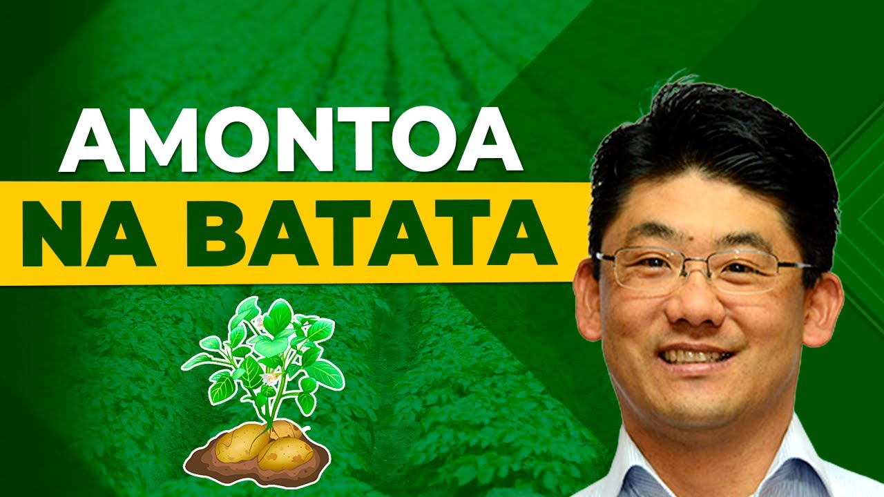 Como Fazer a Amontoa da Batata Para Colher Muito Mais!