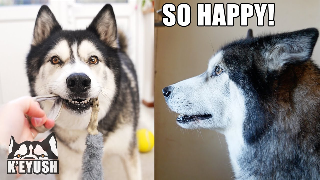 Husky DROPS Toy in Shock at Seeing Best Friend After a MONTH Apart!