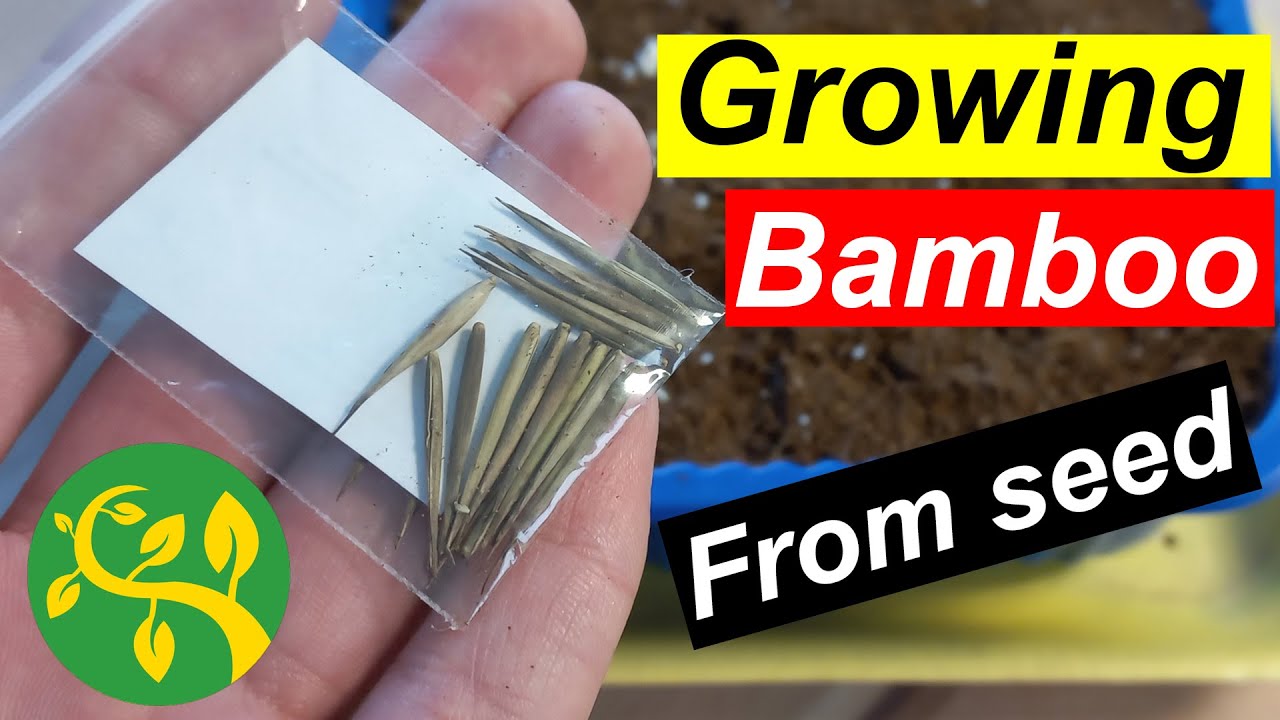 Growing Black bamboo from seed