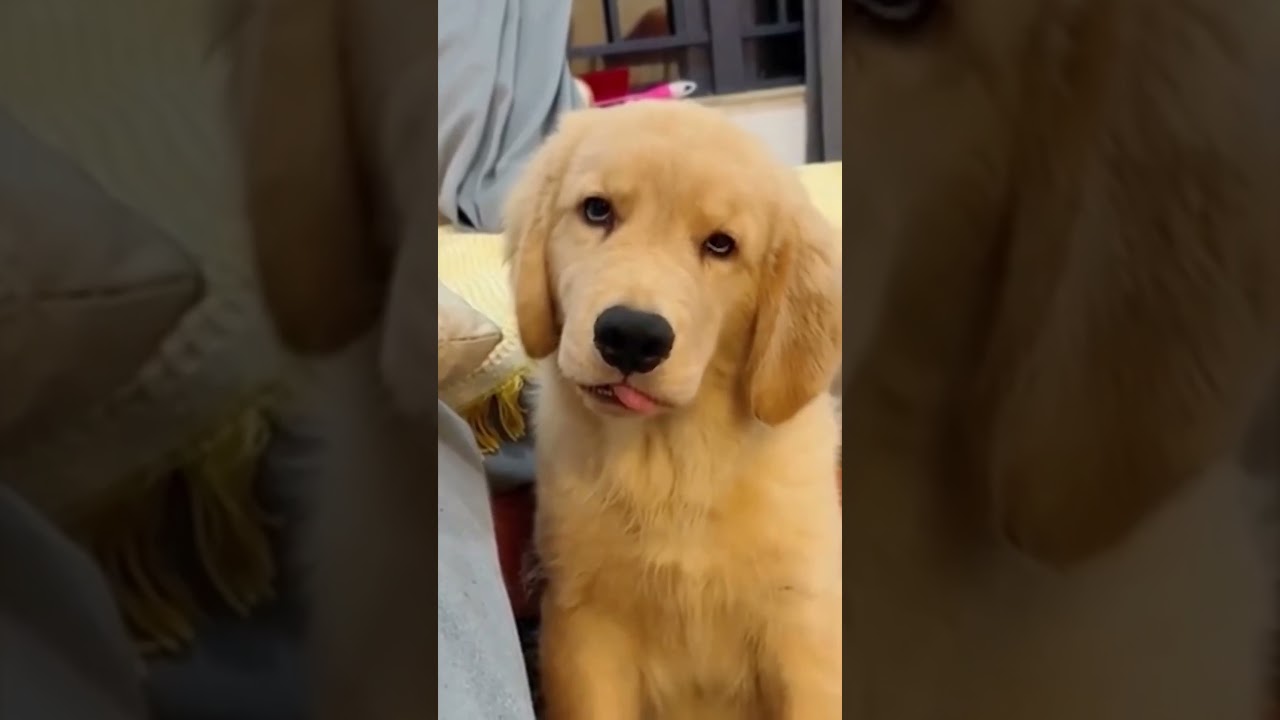 Colden Retriever Puppy #dog #pets #funny