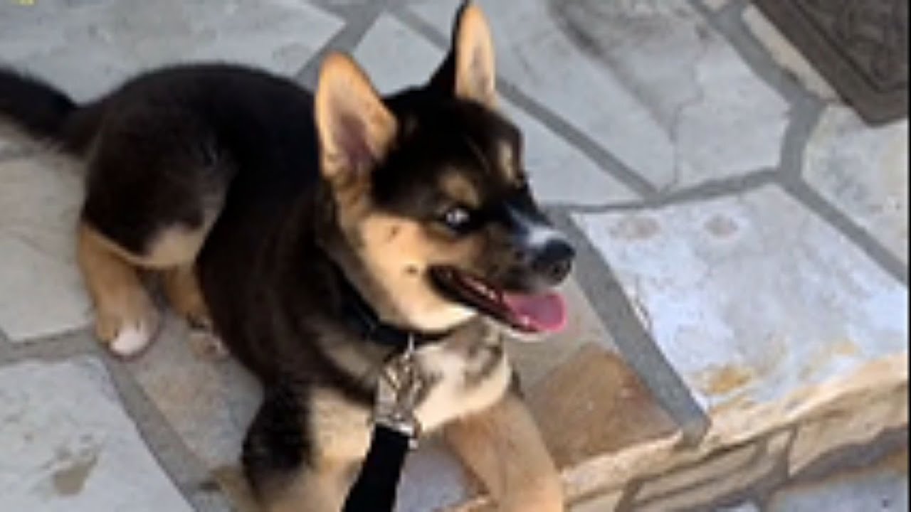Abandoned Puppy With Piercing Blue Eyes Was Actually Hiding A Shocking Secret