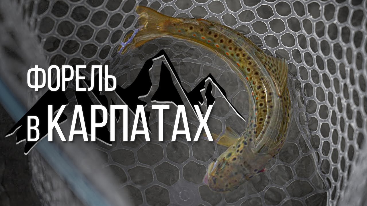 Форель в Карпатах. Попав на кльов форелі