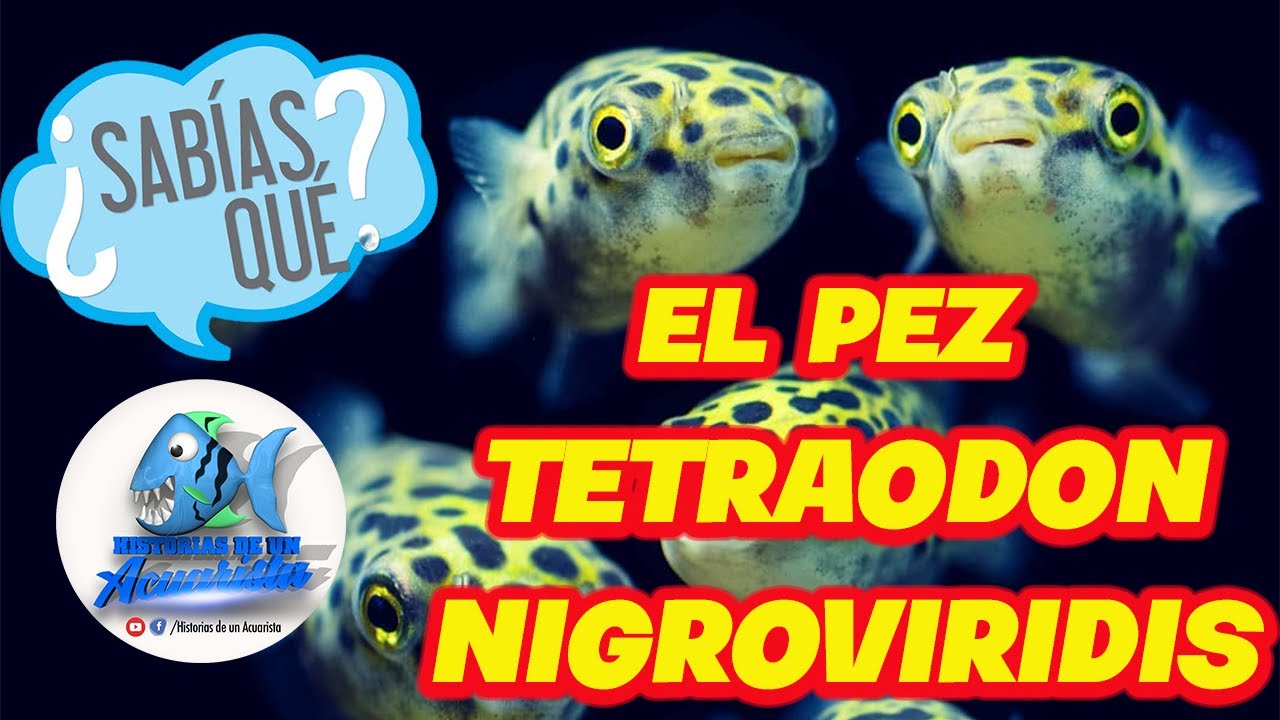 ¿SABIAS QUE? EL PEZ TETRAODON NIGROVIRIDIS