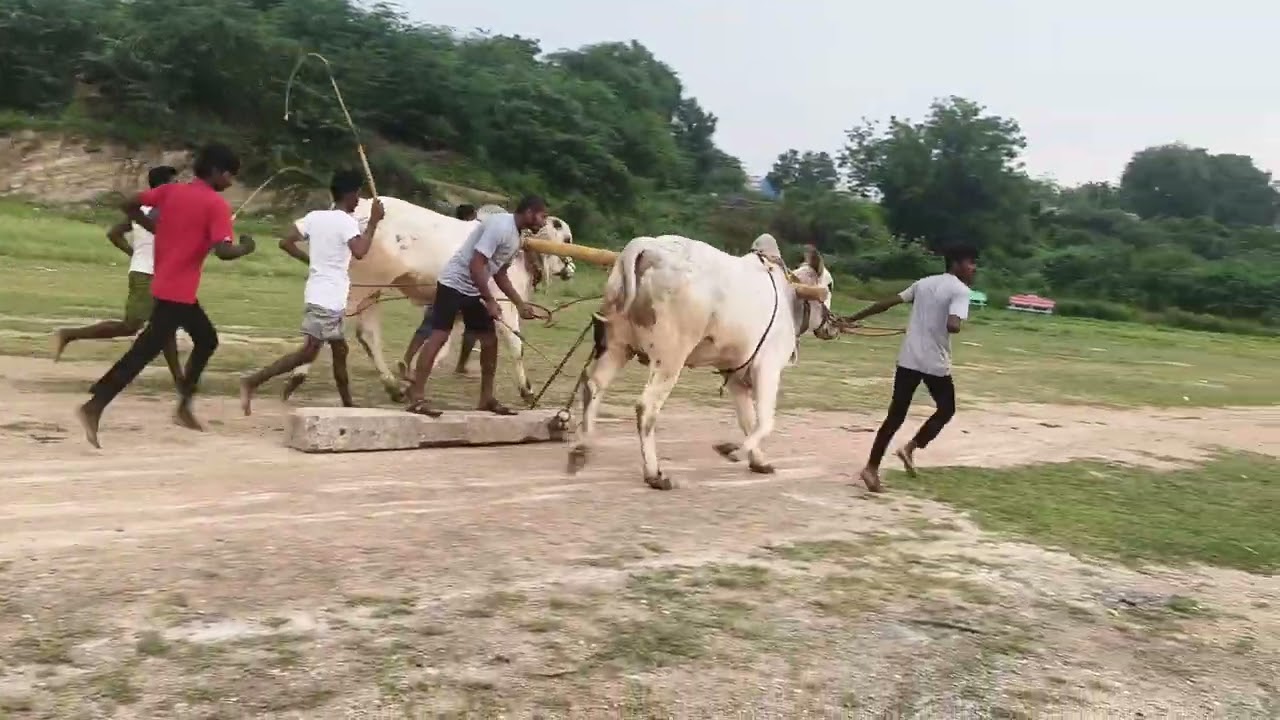 S. R. G. BLLS  pullareddy palli kalasapadu kadapa