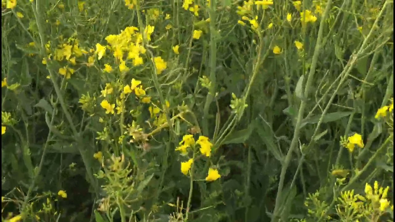 Оз.рапс. No-till 15.05.2025