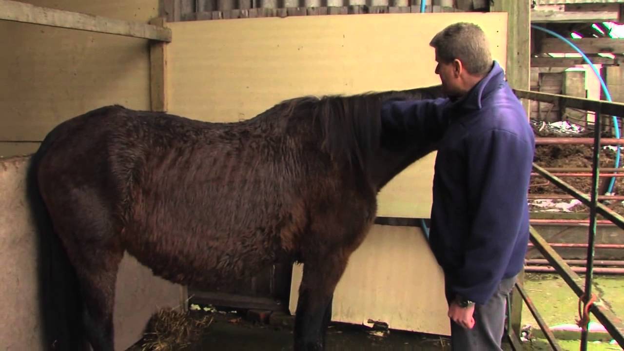 Frozen horse Macy makes a miraculous recovery