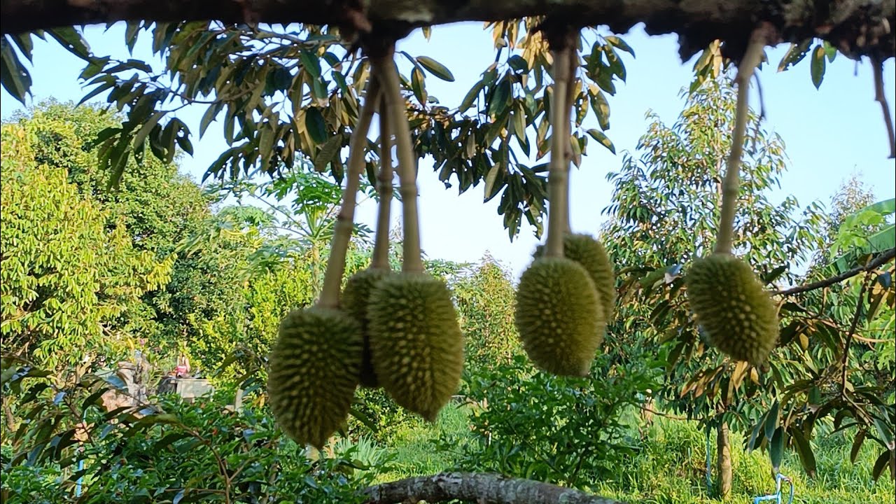 พัฒนาการของทุเรียนหมอนทอง หลังการตัดแต่งลูก และการแตกยอดอ่อน ที่บ้านเนิน