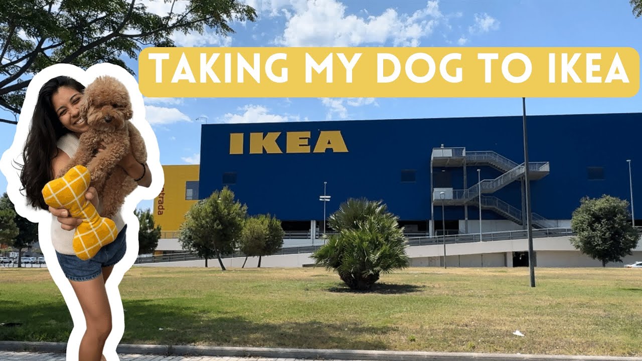 GOING TO IKEA WITH MY DOG