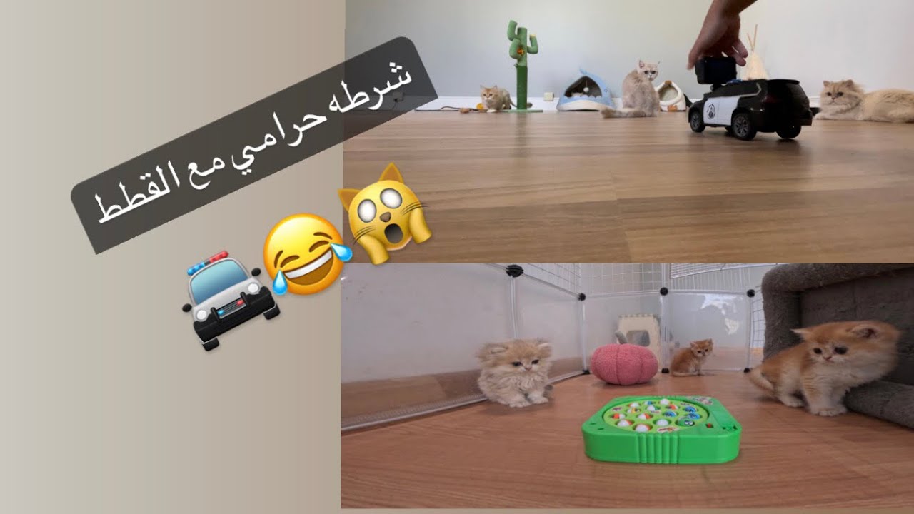 تم القبض على القطط المشاغبة🚔⛓️|| The naughty cats have been caught🚔⛓️