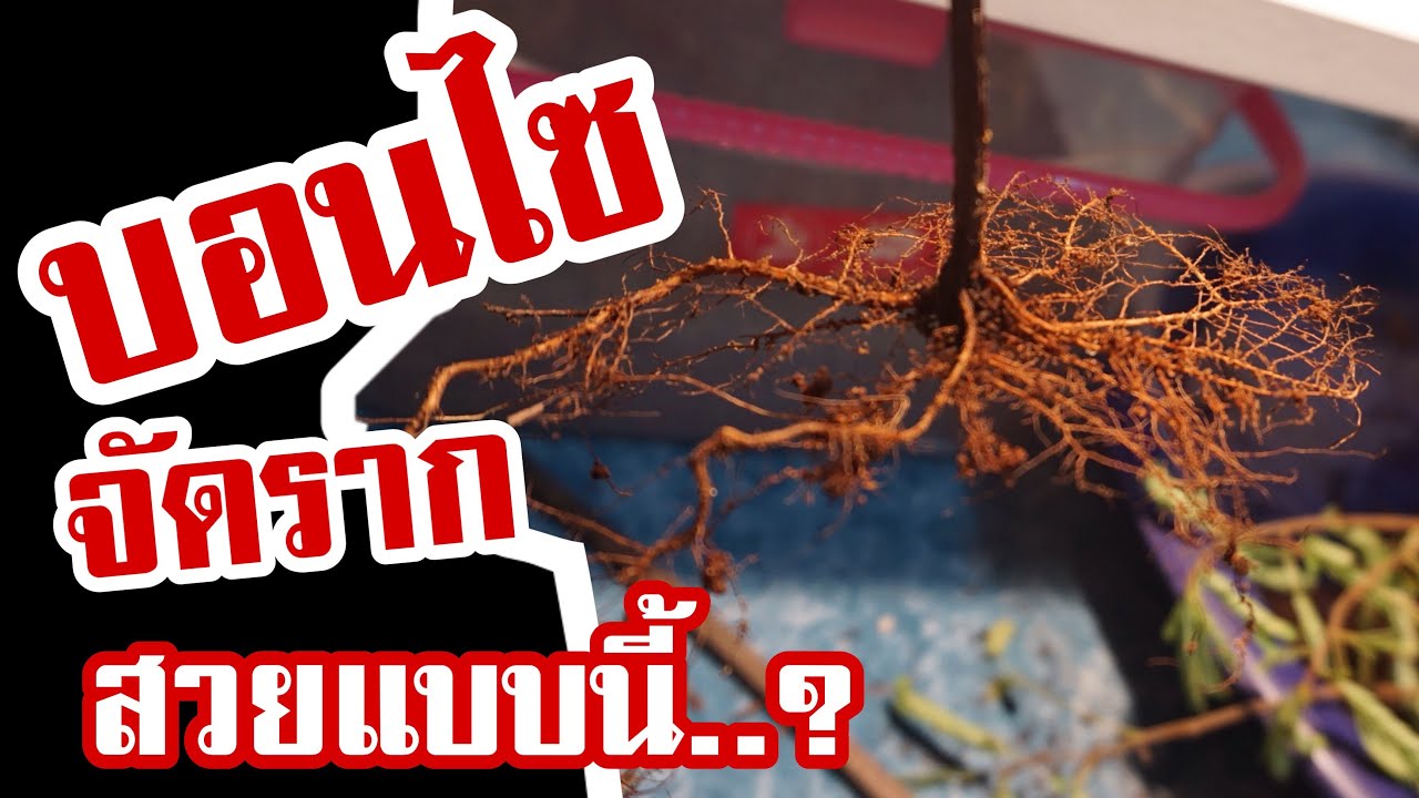 บอนไซ  :  รากรอบ สวยมากๆ มะขามเพาะเมล็ด 5 เดือน (Tamarindus indica) | Bonsai 001
