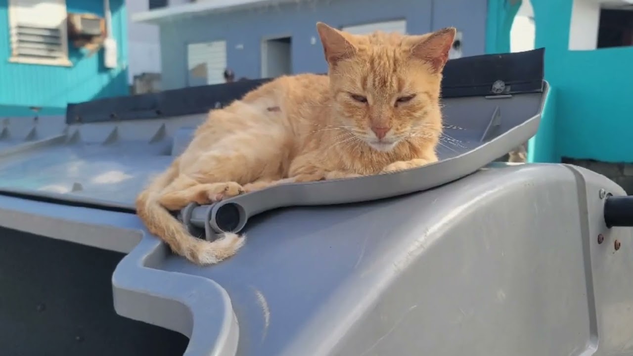 Пуэрто Рико                      Старый Сан Хуан               Puerto Rico  Old Can Juan (дек 2025) 