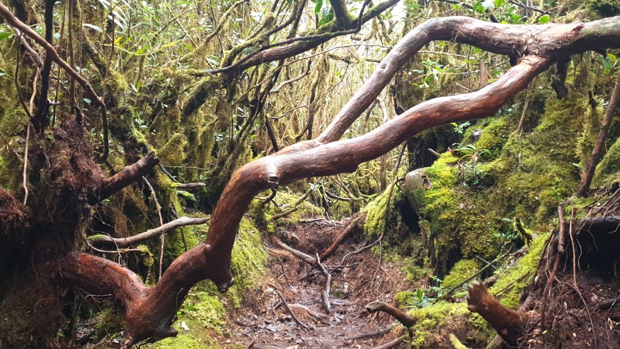 KEMBARA GUNUNG YONG BELAR | #hiking | #outdoors
