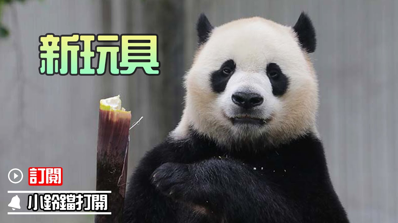 《海歸熊貓探班記》第63期 “小奇跡”與牠的麻袋玩偶 | iPanda熊貓頻道