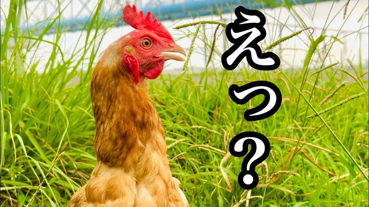 【廃鶏飼育】養鶏場から初めての野原へ！見せた表情がすごすぎた