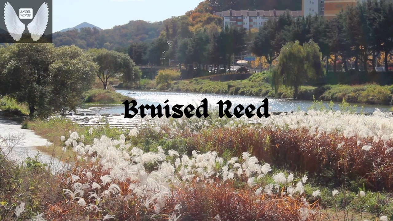 Bruised Reed He Will Not Break. Matthew 12:20. Christian Gospel. #christianworshipsongswithlyrics