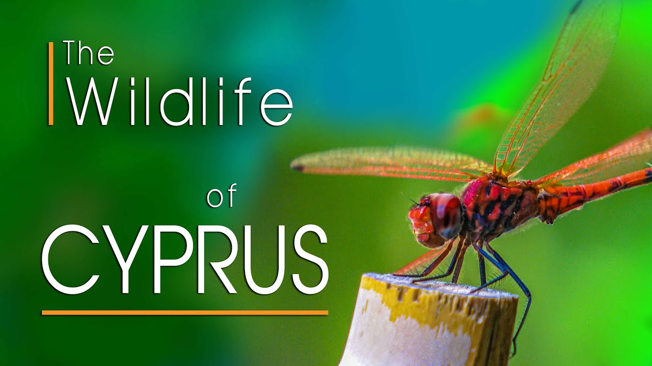 The Wildlife of Cyprus Documentary Trailer