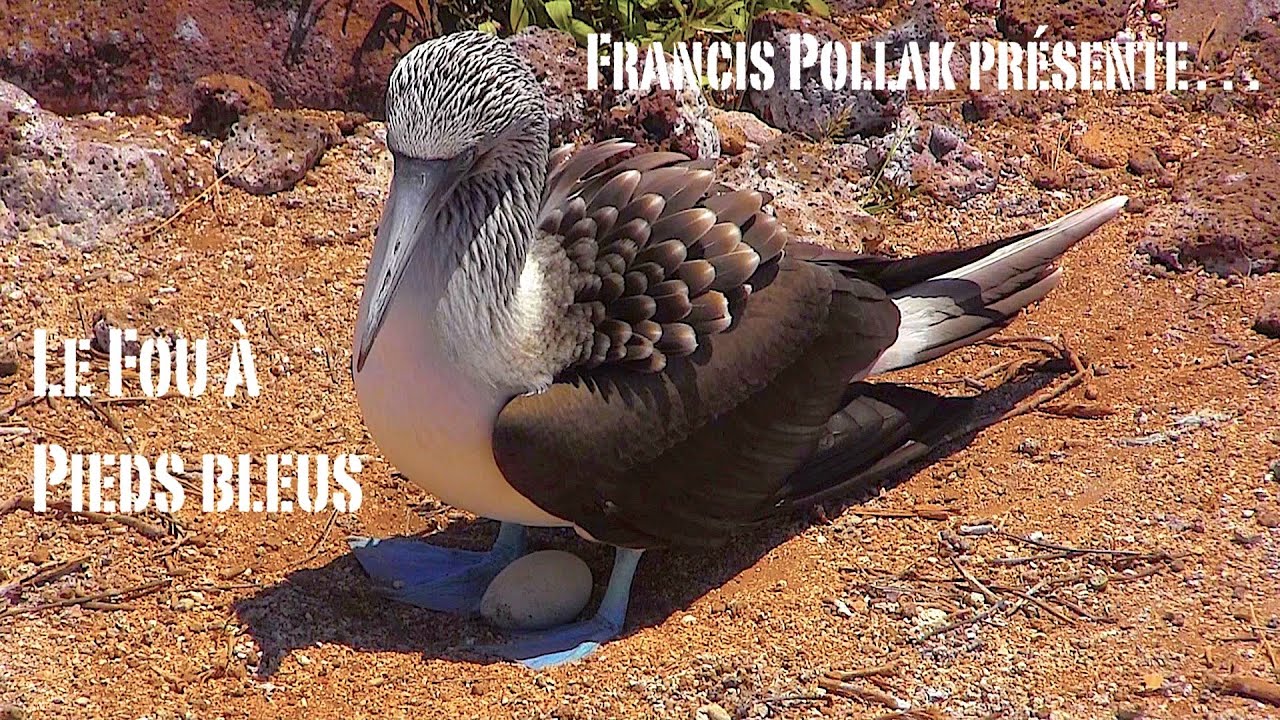 Le Fou à pieds bleus