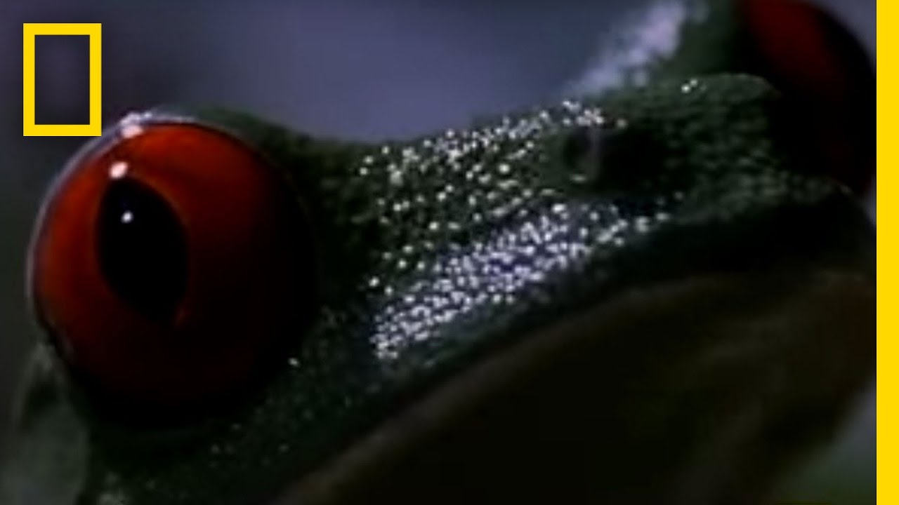 Red-eyed Tree Frog's Traveling Sex | National Geographic