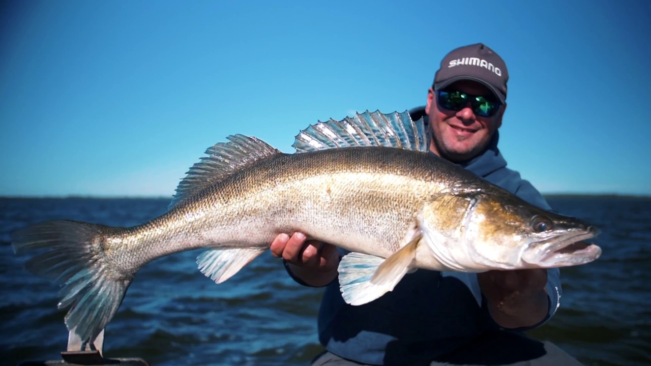 Team Bodden-Angeln - Guiding rund um Rügen / Hecht / Barsch / Dorsch / Zander / Lachs / Bodden
