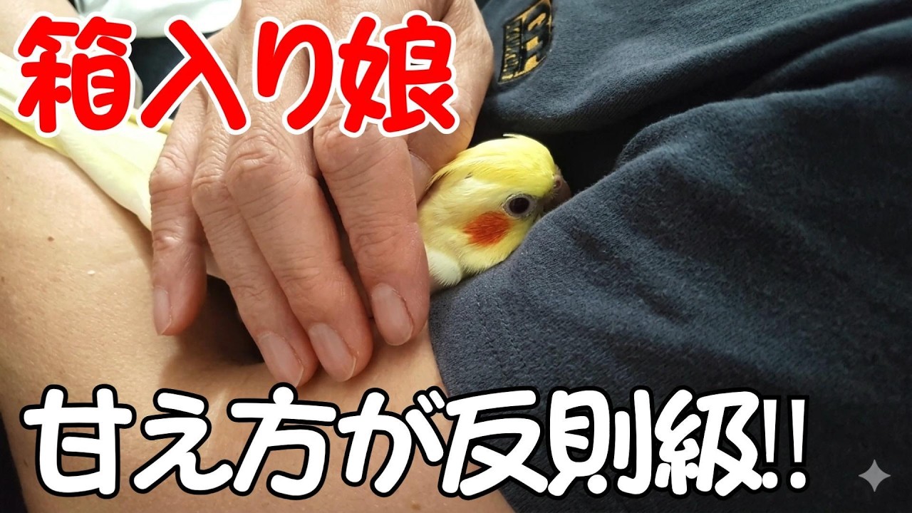 大騒ぎの雛を外に出したら、迷わずパパの脇へ…Cockatiel chicks love daddy's armpits#オカメインコ#オカメインコ 雛#癒し #Parakeet