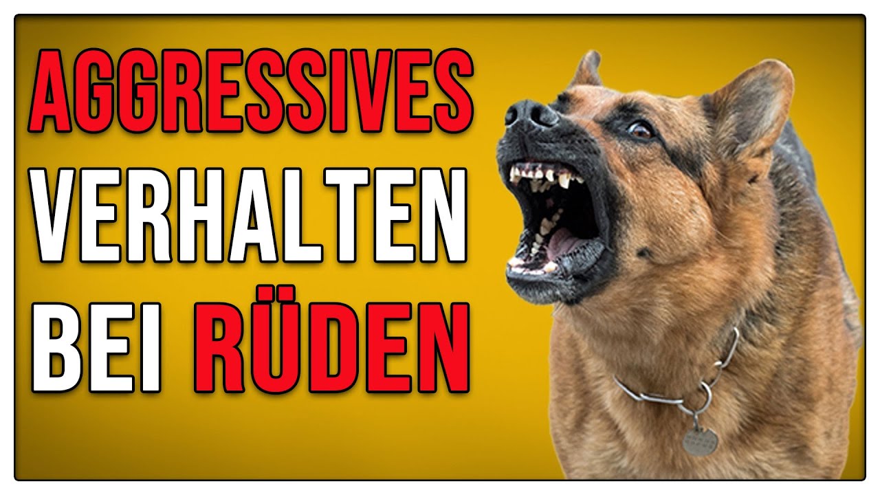 DESHALB knallt es bei Rüden schneller! 👬 TGH 415