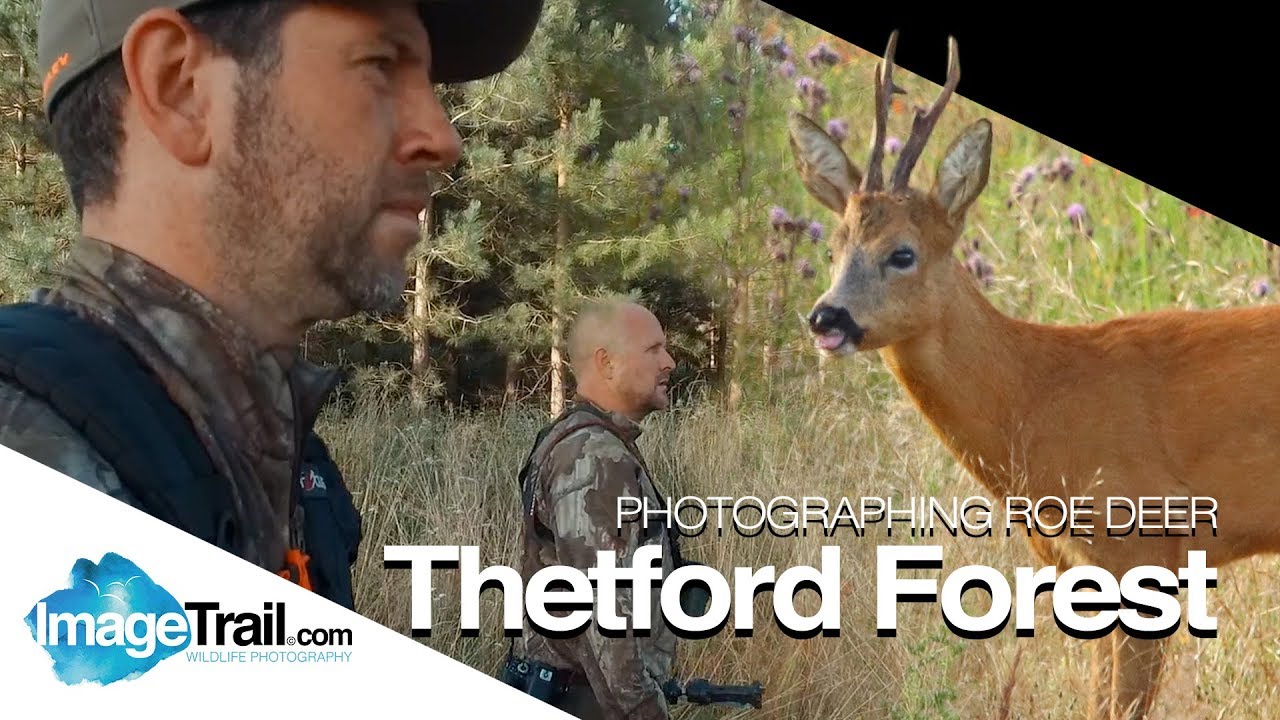 In search of Roe deer - Thetford Forest July 2019